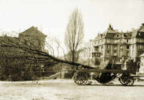  - Großbaumpflanzung an der Ludwigsbrücke