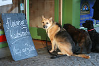 Gerhard Willhalm – Hunde vor der Metzgerei