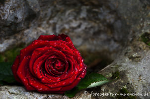 Gerhard Willhalm – Rose auf einem Grabstein im Nordfriedhof