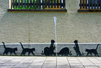 Katzen
