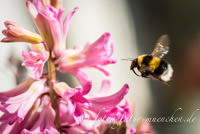 Gerhard Willhalm – Hummel