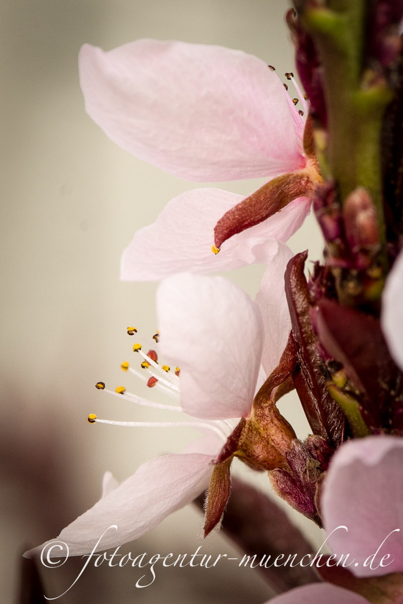 Gerhard Willhalm – Pfirsichblüte