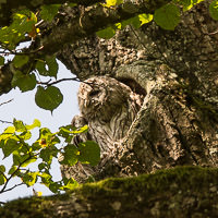 Gerhard Willhalm – Waldkauz Kasimir m Nymphenburger Park
