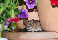 Gerhard Willhalm – Maus im Blumentopf