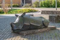 Junges Nashorn