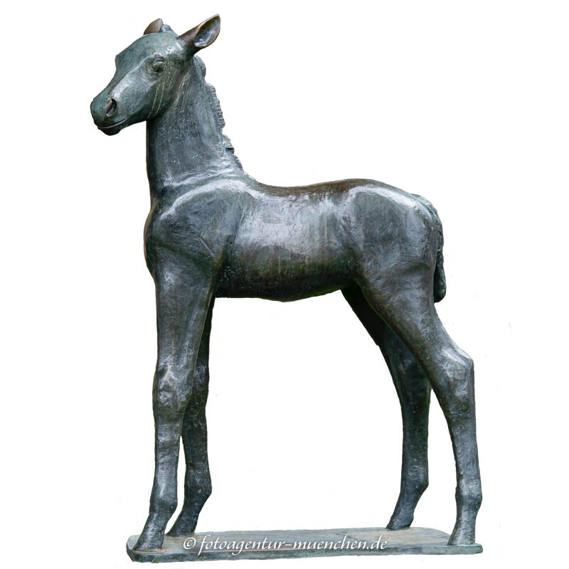 Fohlen