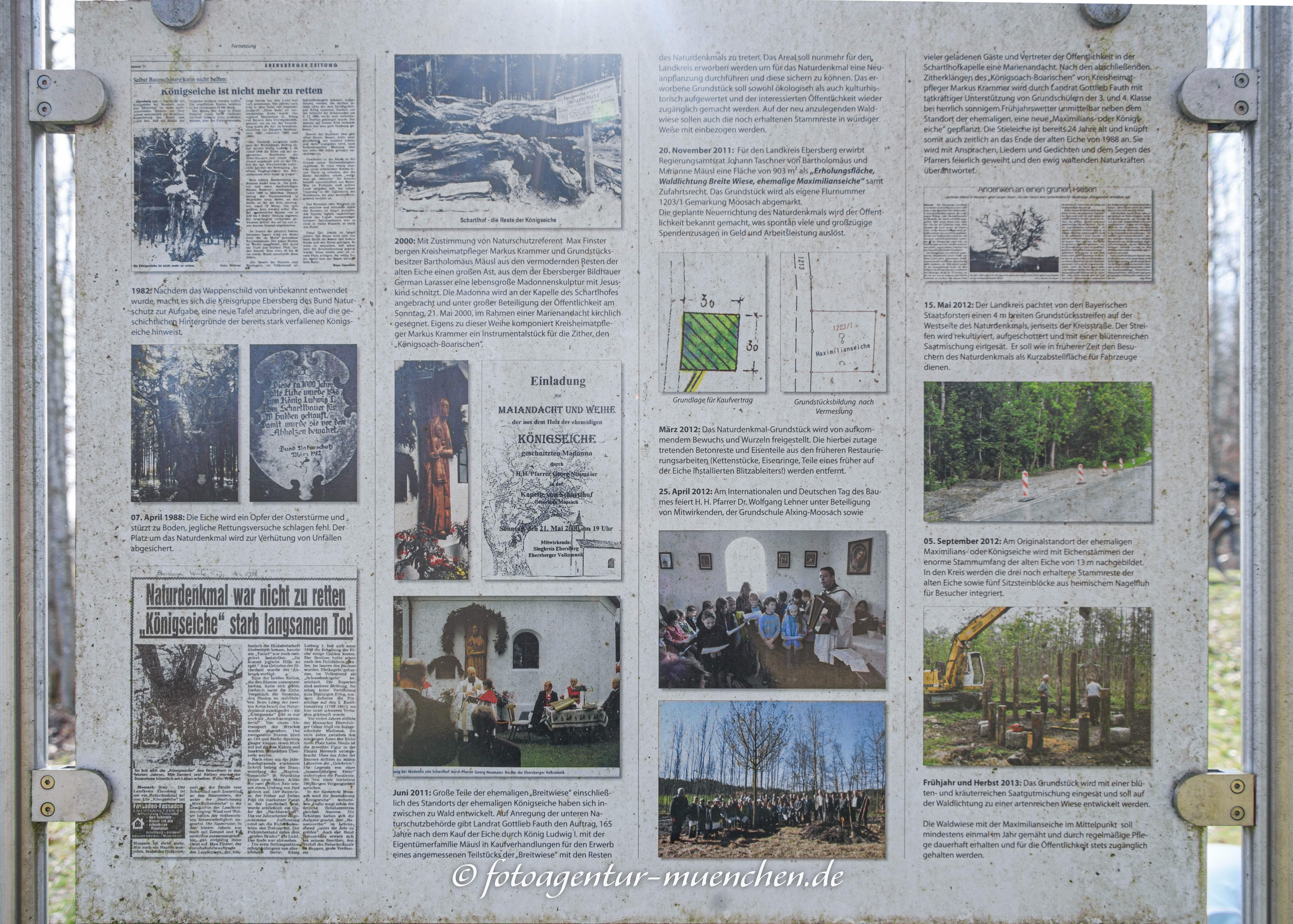 Königseiche, Maximilianseiche - Infotafel