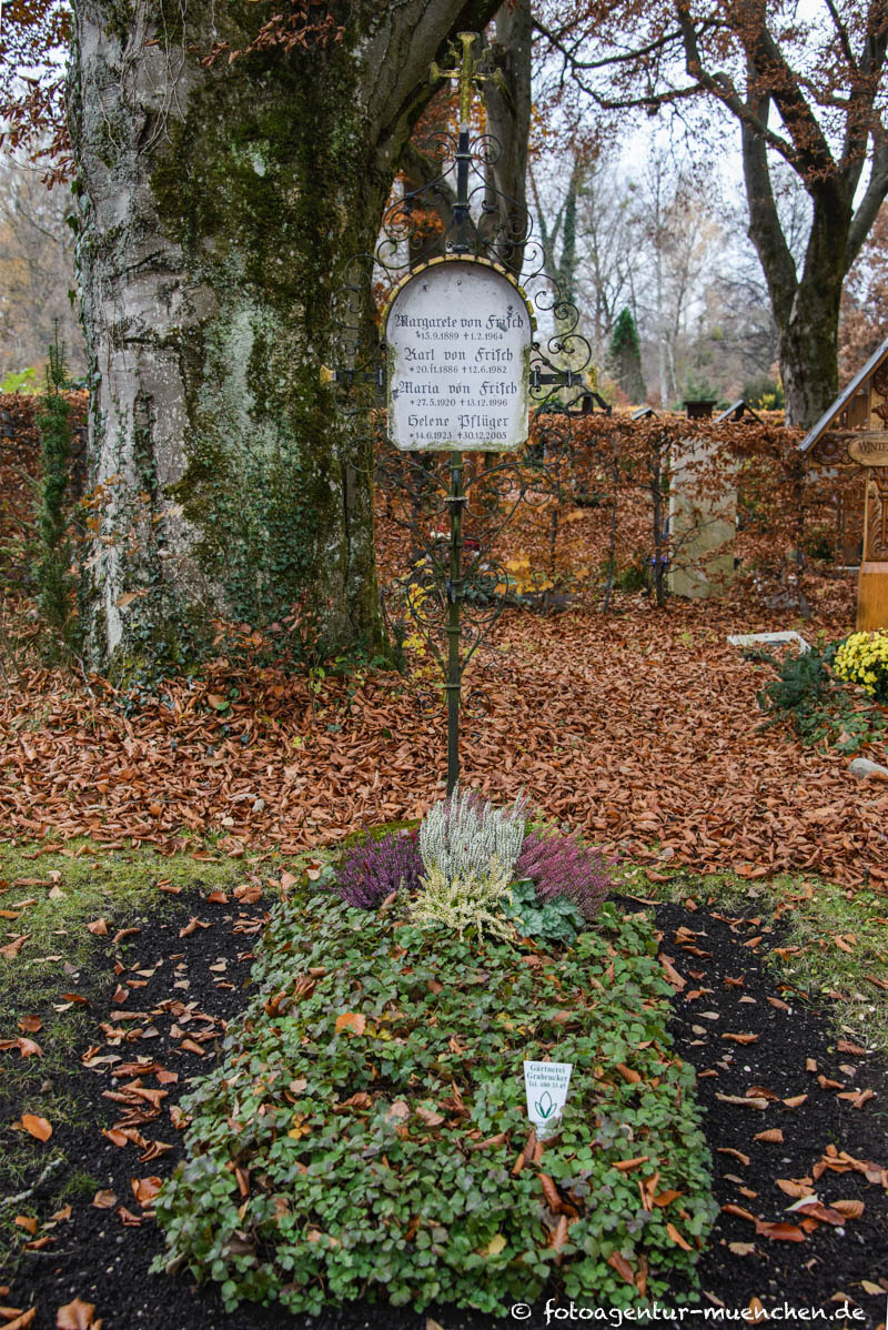 Frisch Karl von