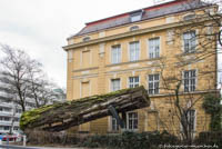 Gerhard Willhalm – Makoré Baum