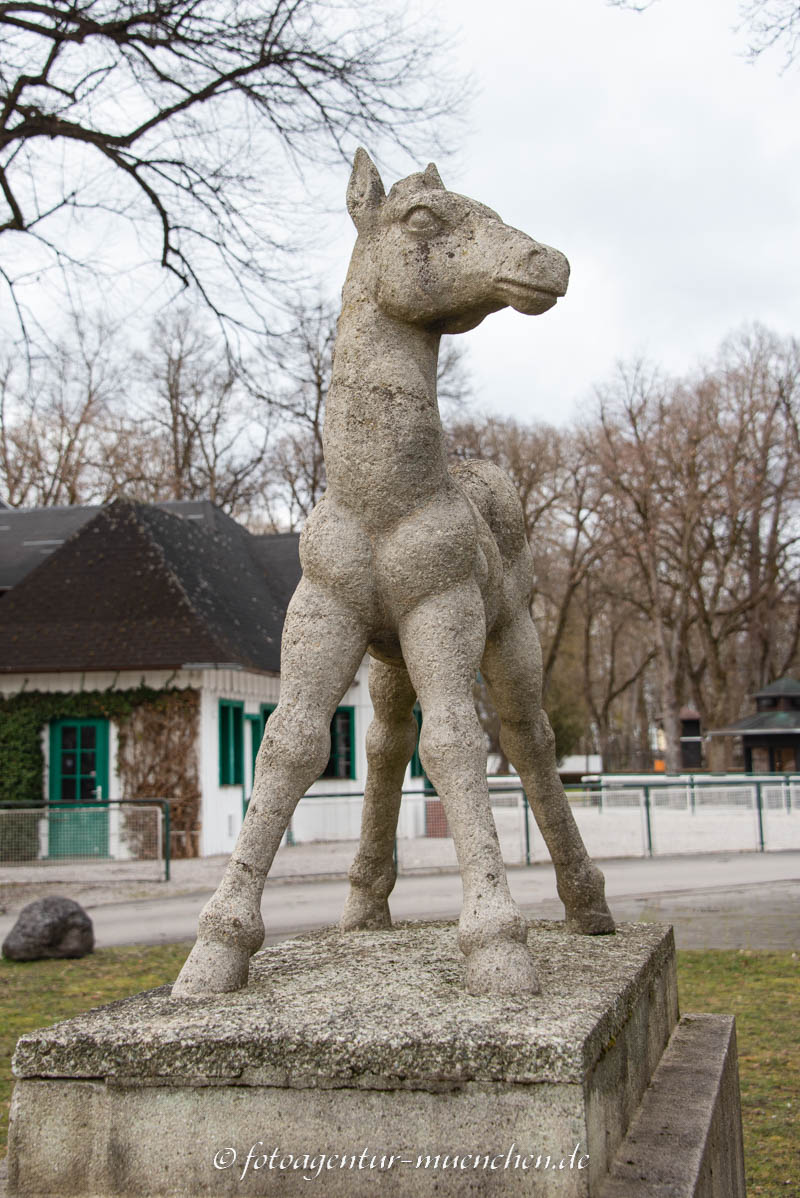 Fohlen