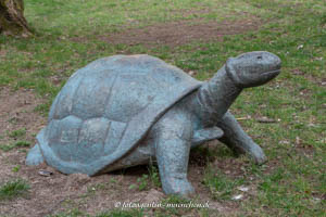 Schildkröte