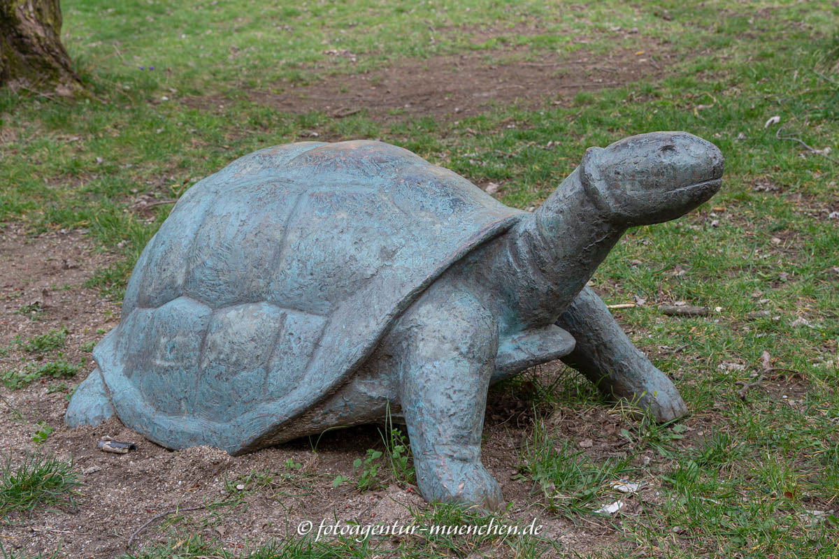 Schildkröte