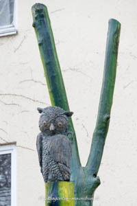 Schuster Steffen - Eule