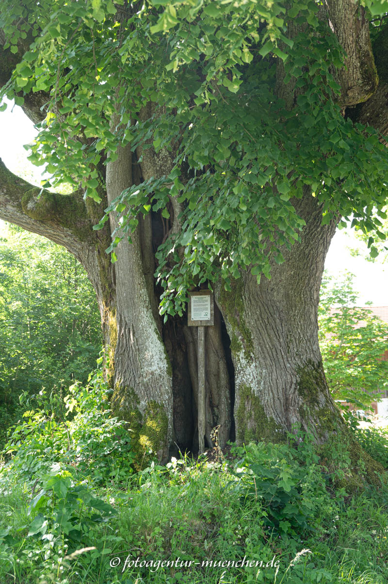 Alte Dorflinde von Festenbach