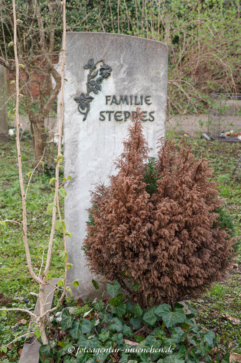 Steppes Edmund