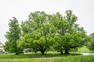  – Die alten Linden von Wessobrunn
