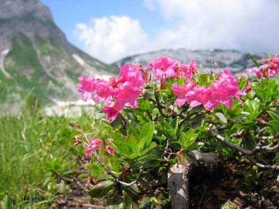   Alpenrose