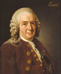 Carl Nilsson Linné