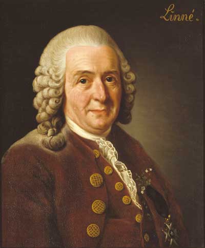 Linné Carl Nilsson 